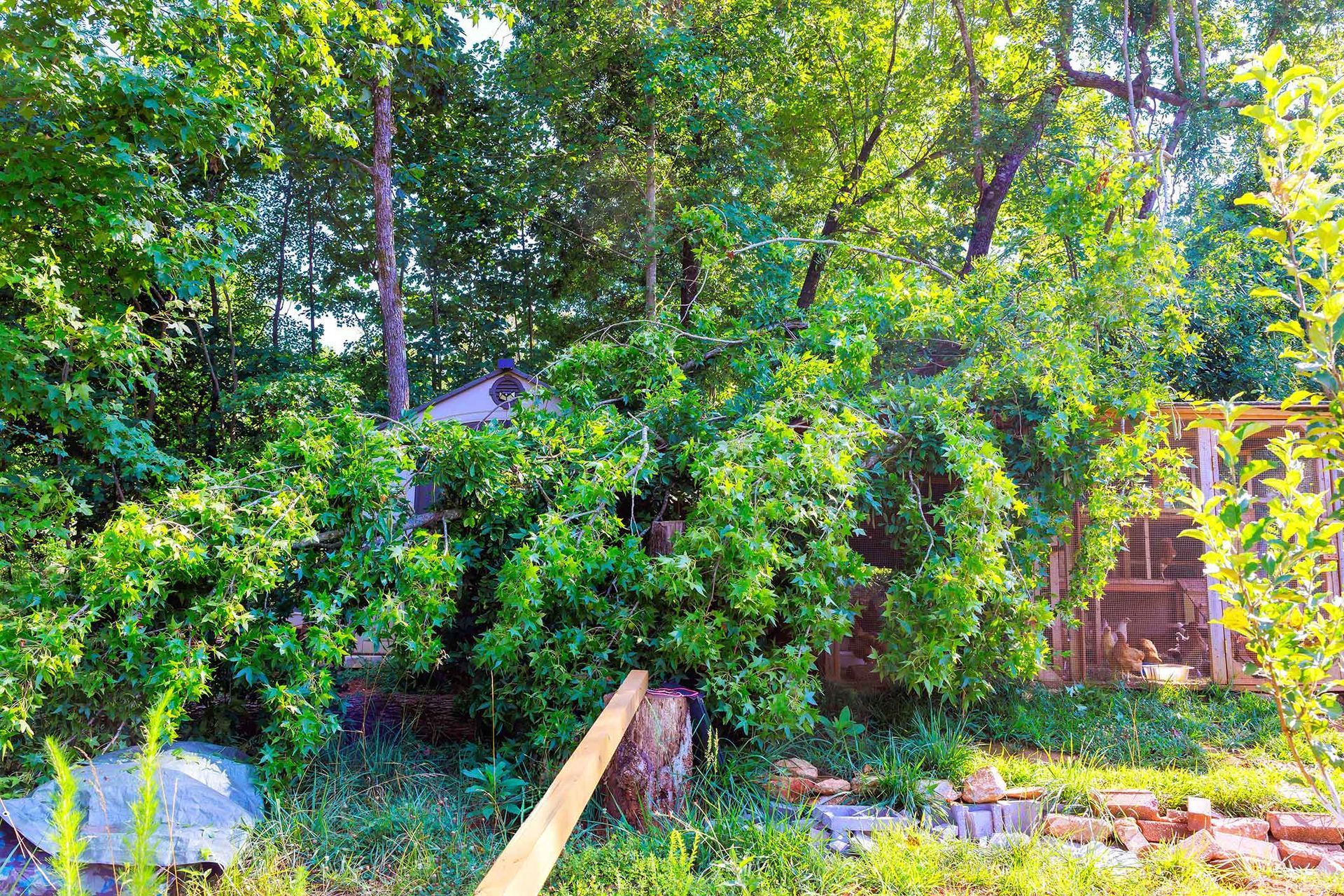Lush green bushes and trees in a sunny garden setting. A stump and wood planks are in the foreground.