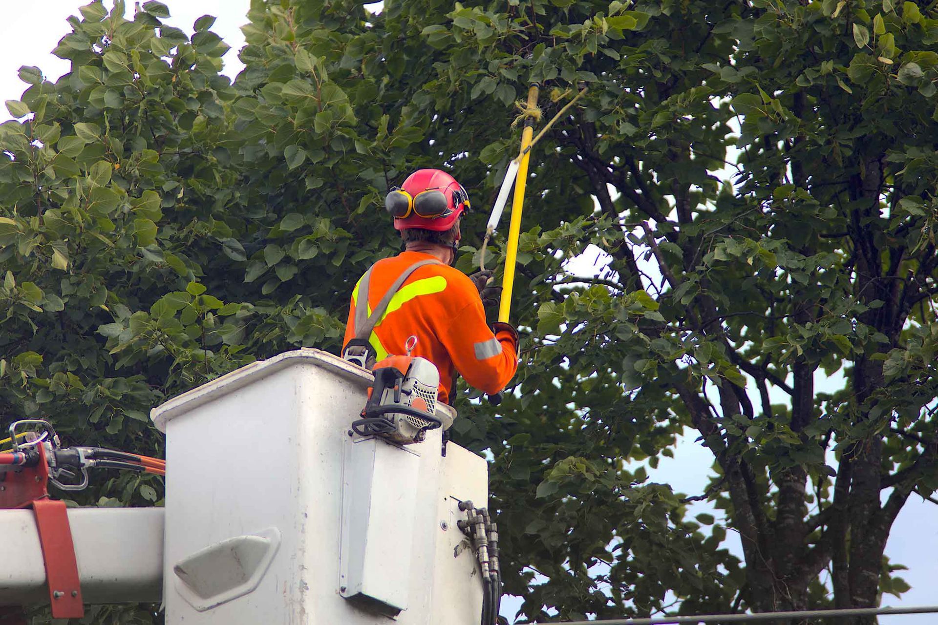 Arborist in a lift bucket, trimming tree branches with a pole saw. Orange uniform, protective gear.