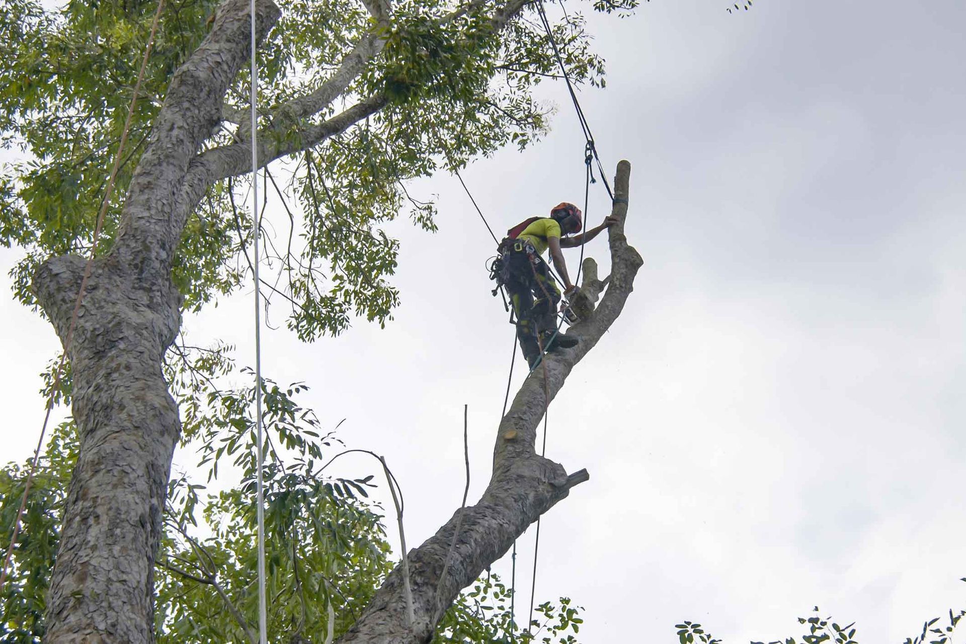 Arborist in safety gear, aloft in a tree, using ropes and tools to trim branches. Overcast sky.