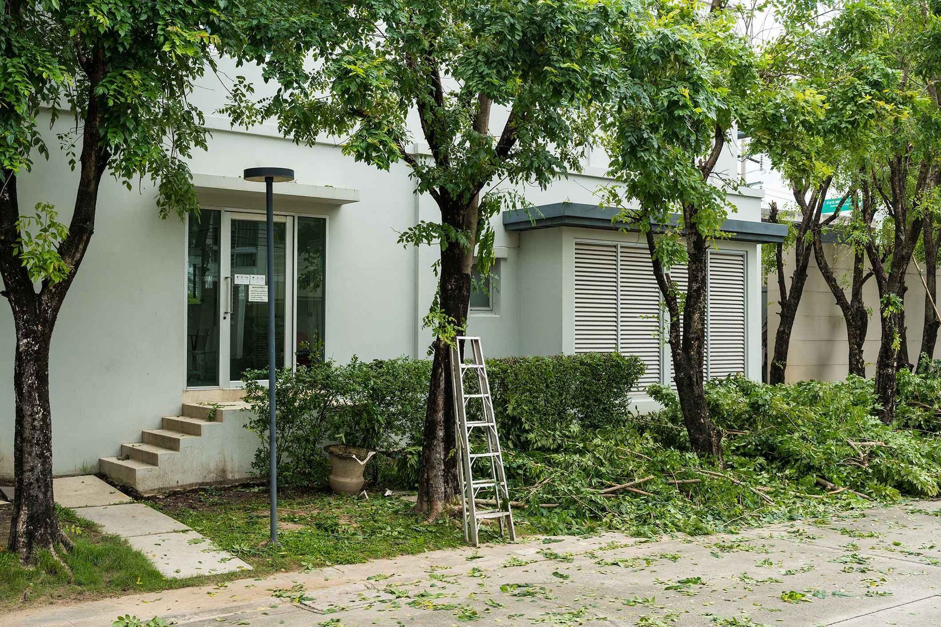 A silver ladder leans against a tree being trimmed next to a white house with trees and debris on a driveway.