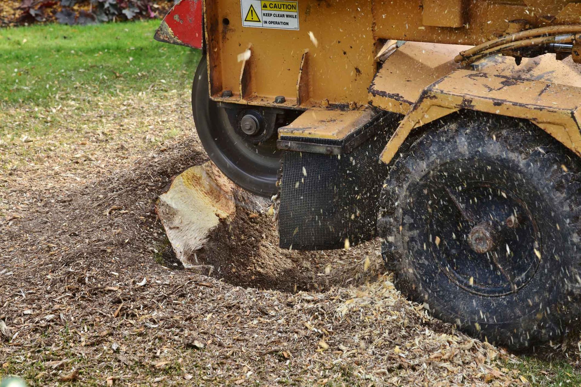 Yellow stump grinder grinding a tree stump in a grassy area, creating wood chips.