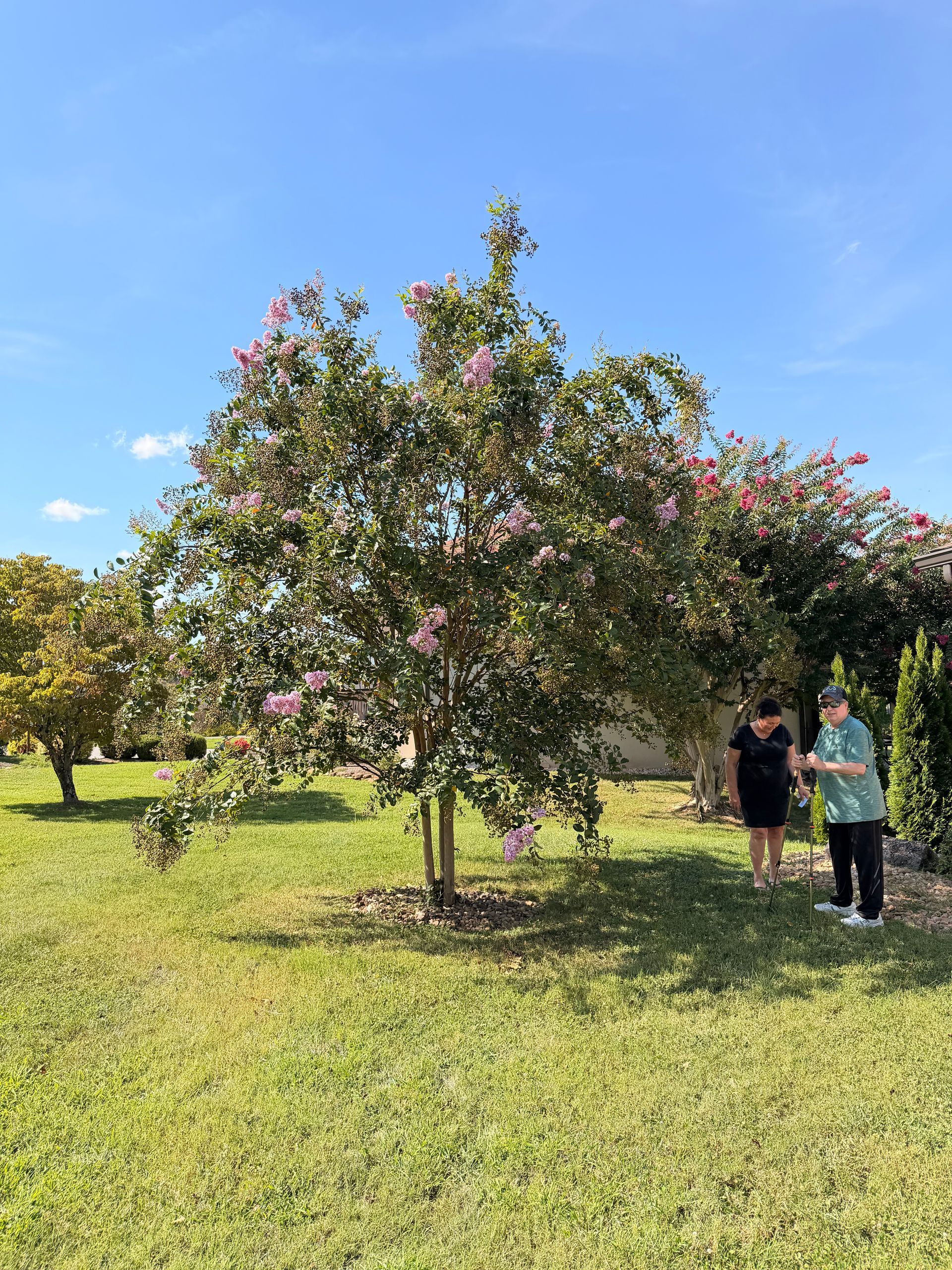 Two people standing by a flowering tree in a sunny orchard under a blue sky.
