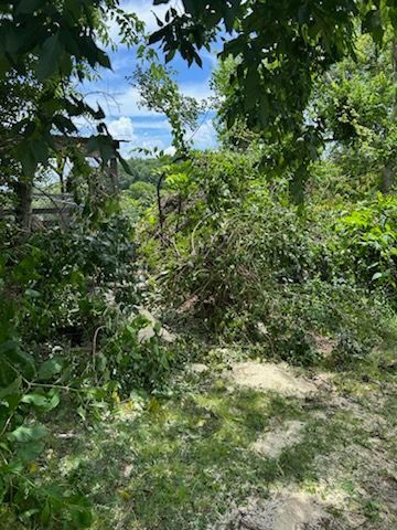 Dense green vegetation framing a sandy path under a bright blue sky
