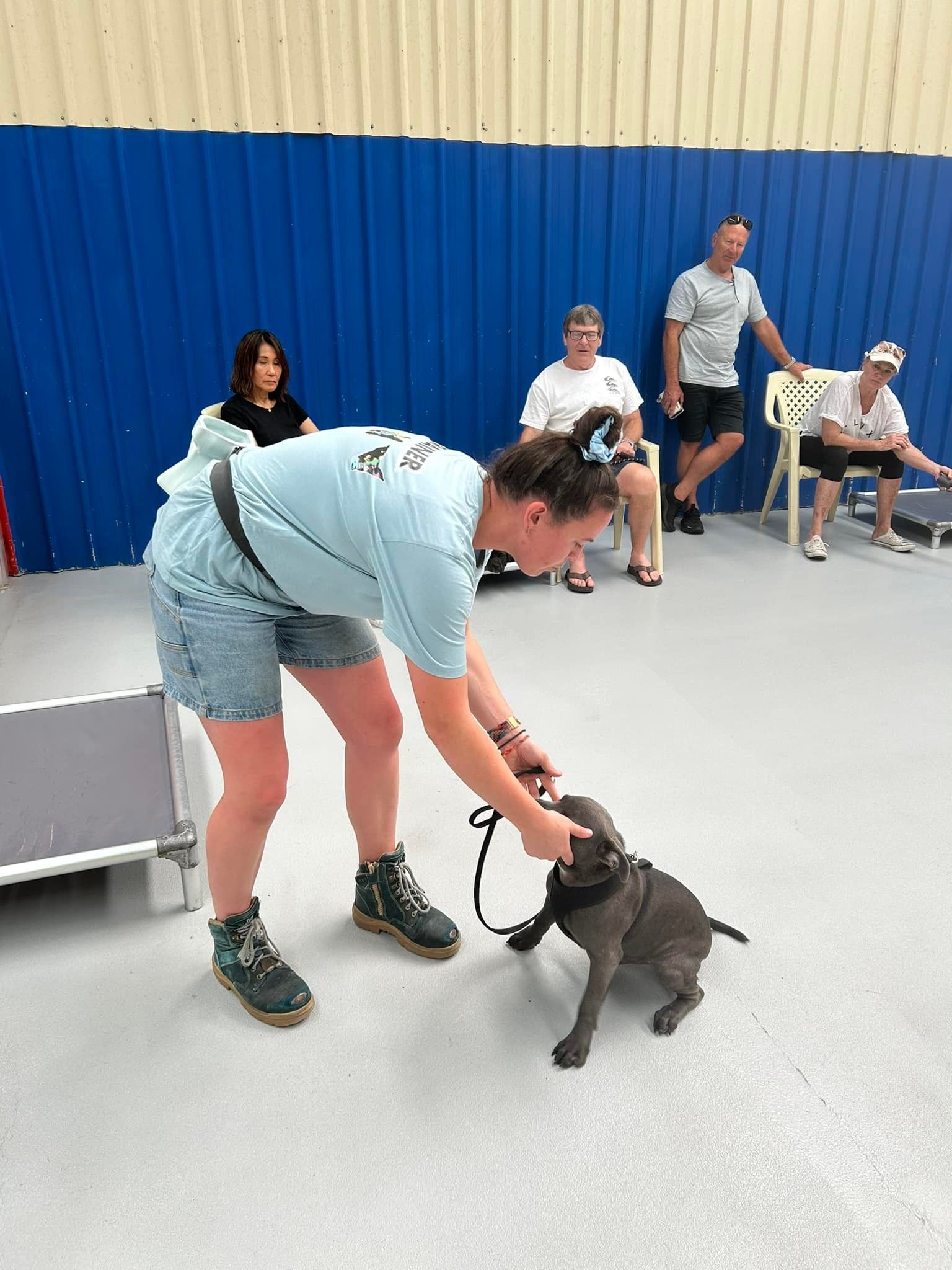 Woman Training a Grey Dog on Leash Indoors — DogEd Daycare & Training in Gosford, NSW