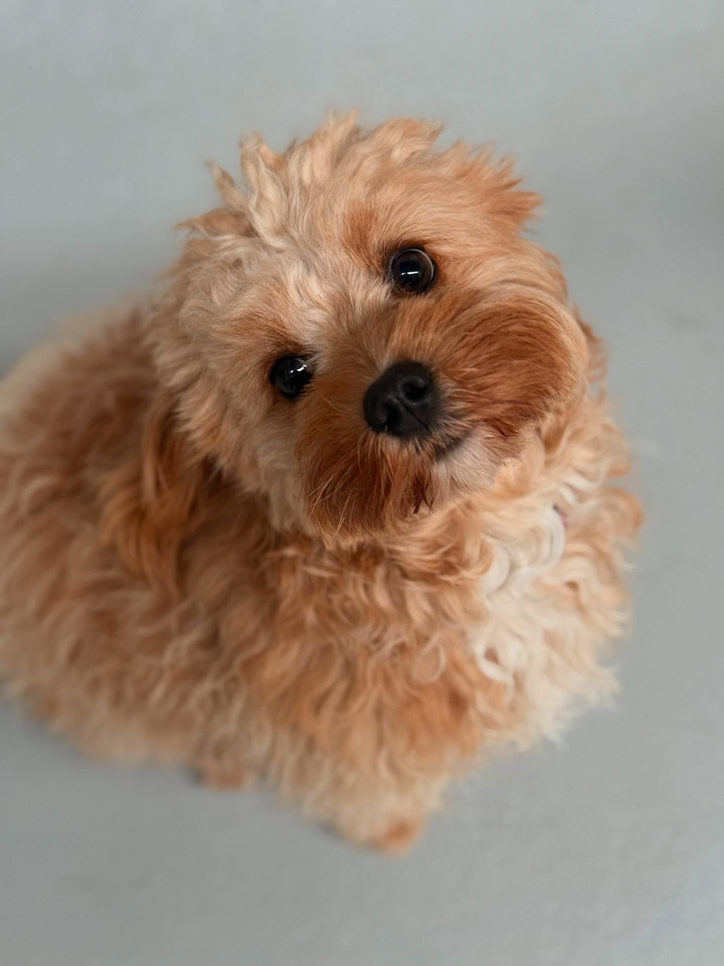 Tan, Fluffy Dog Tilting Head, Looking Up — DogEd Daycare & Training in Gosford, NSW