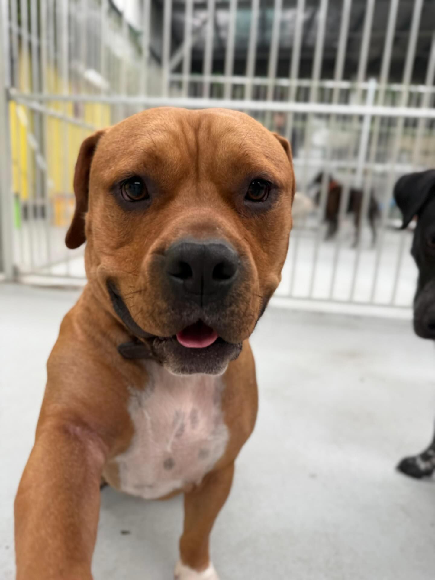 Brown Dog With White Chest, Looking Directly at the Camera — DogEd Daycare & Training in Gosford, NSW