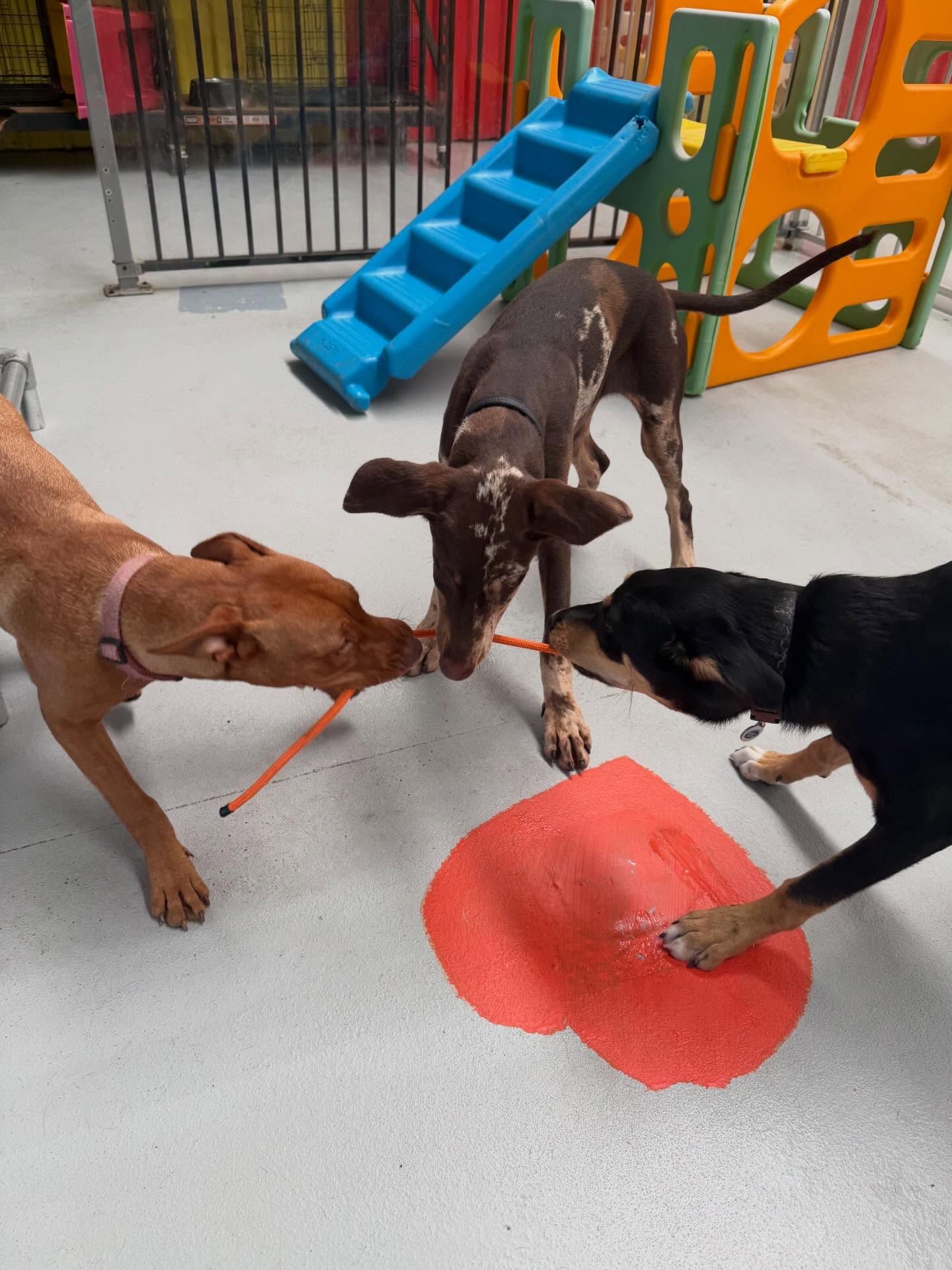 Three Dogs Play Tug-of-war Over a Toy Beside a Red Paint Splash — DogEd Daycare & Training in Gosford, NSW