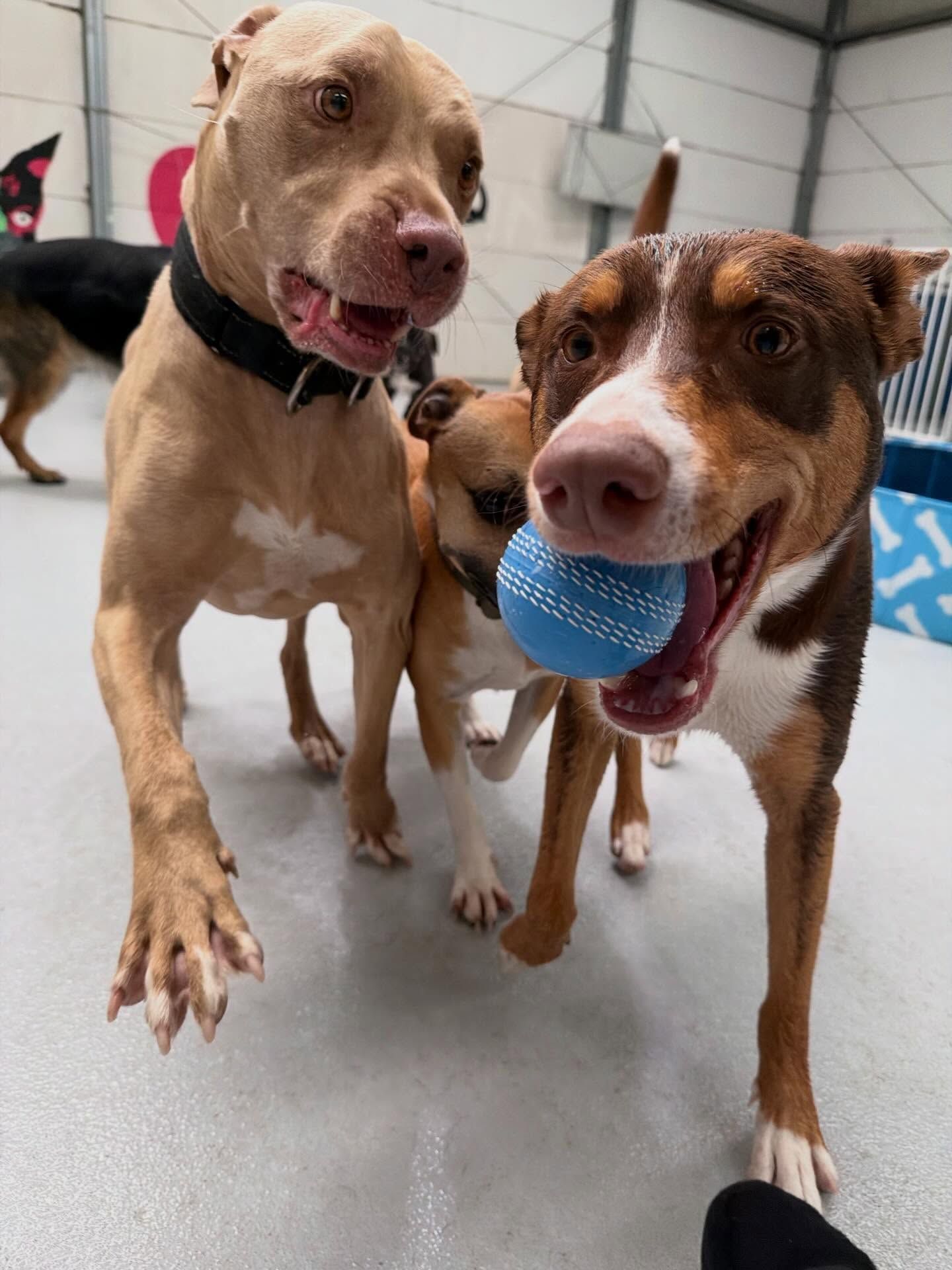 Three Dogs, One Holding a Blue Ball, in an Indoor Play Area — DogEd Daycare & Training in Gosford, NSW