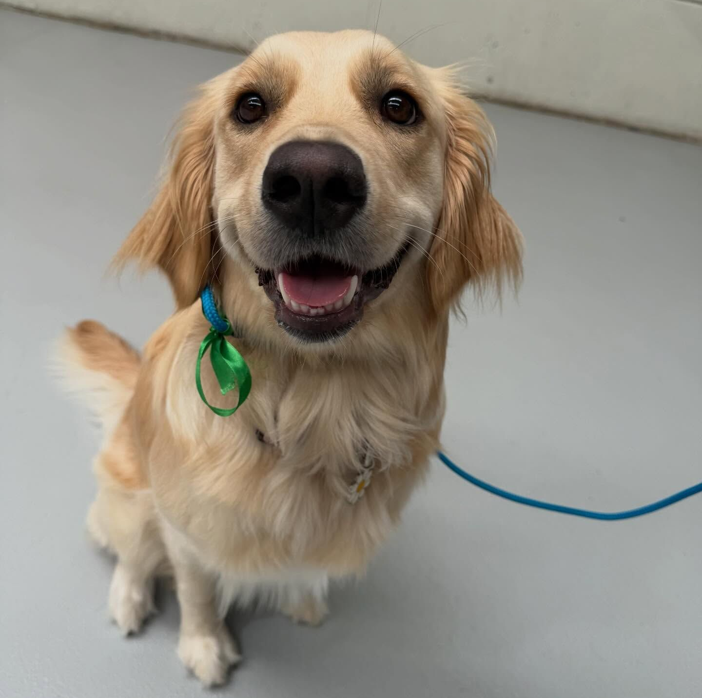 Golden Retriever Dog Smiling, Sitting on a Gray Floor — DogEd Daycare & Training in Gosford, NSW