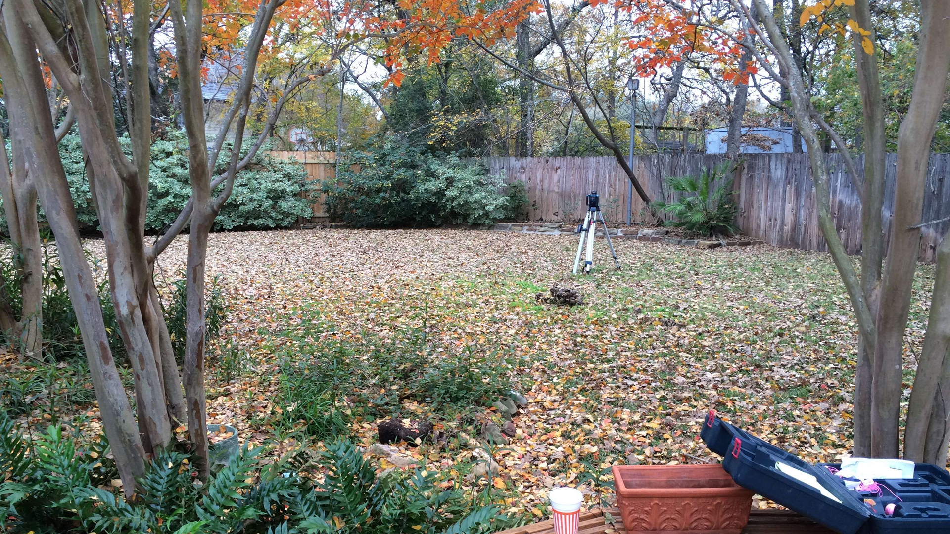 A backyard filled with lots of leaves and trees.