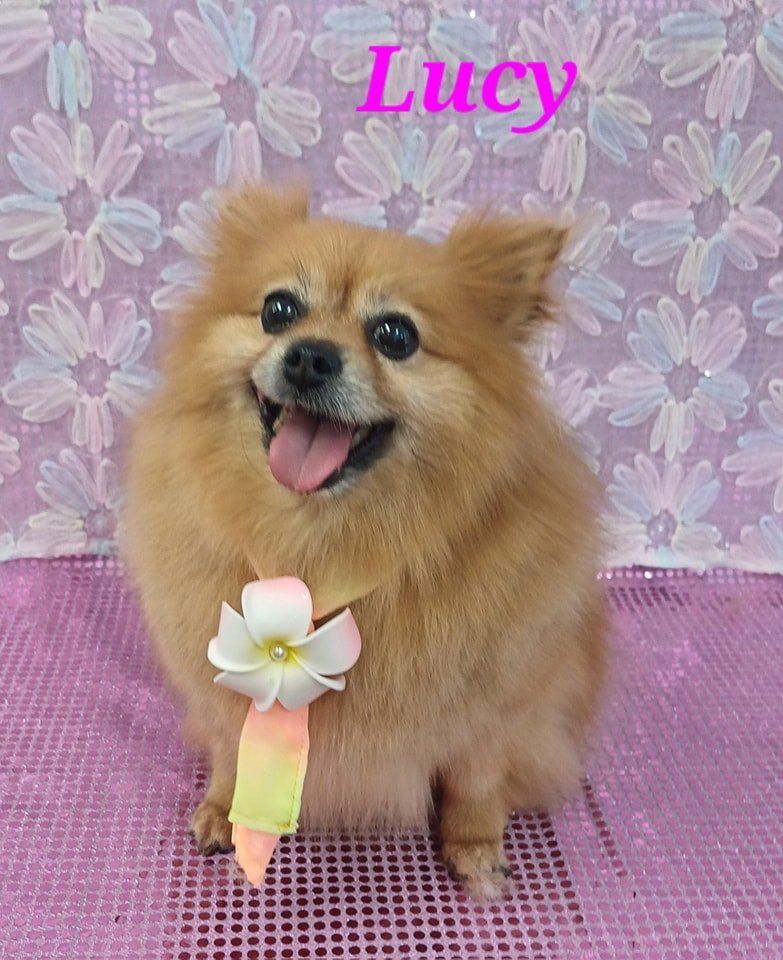 Lucy the Pomeranian, Smiling With Tongue Out — Snippittys in Manoora, QLD