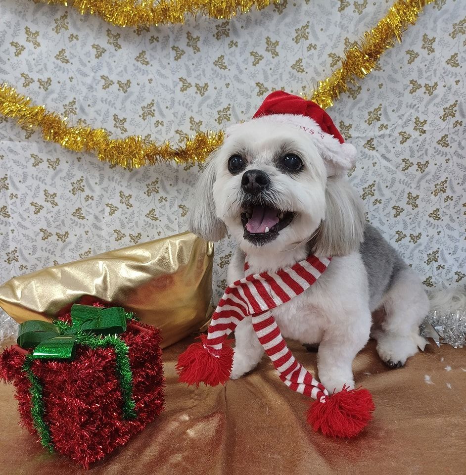 Dog With Santa Hat and Scarf, Next to Christmas Presents — Snippittys in Manoora, QLD