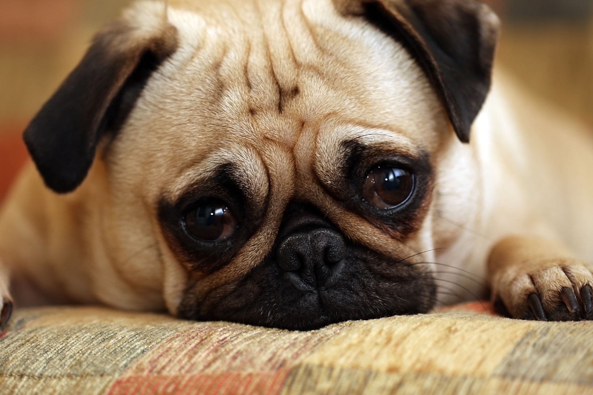 Sad Dog — Deerfield Beach, FL — Blade & Blade PA Sad Dog — Deerfield Beach, FL — Blade & Blade PA