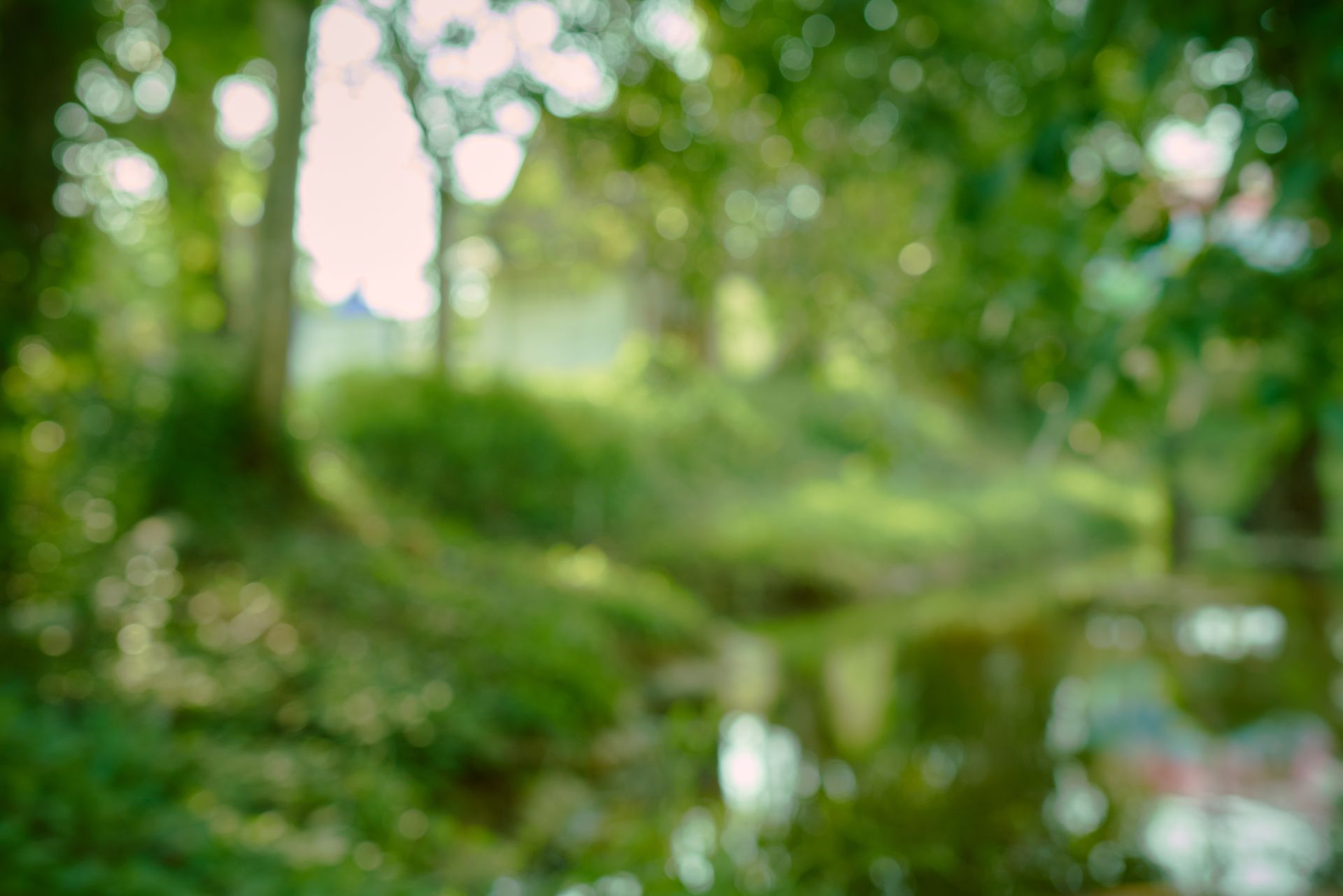 A blurred image of a forest with trees and a river.