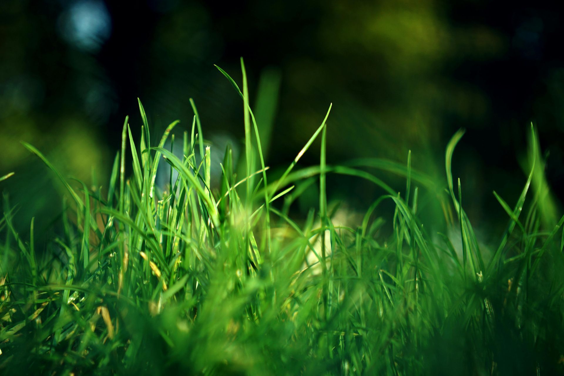 Een close-up van een weelderig groen grasveld.