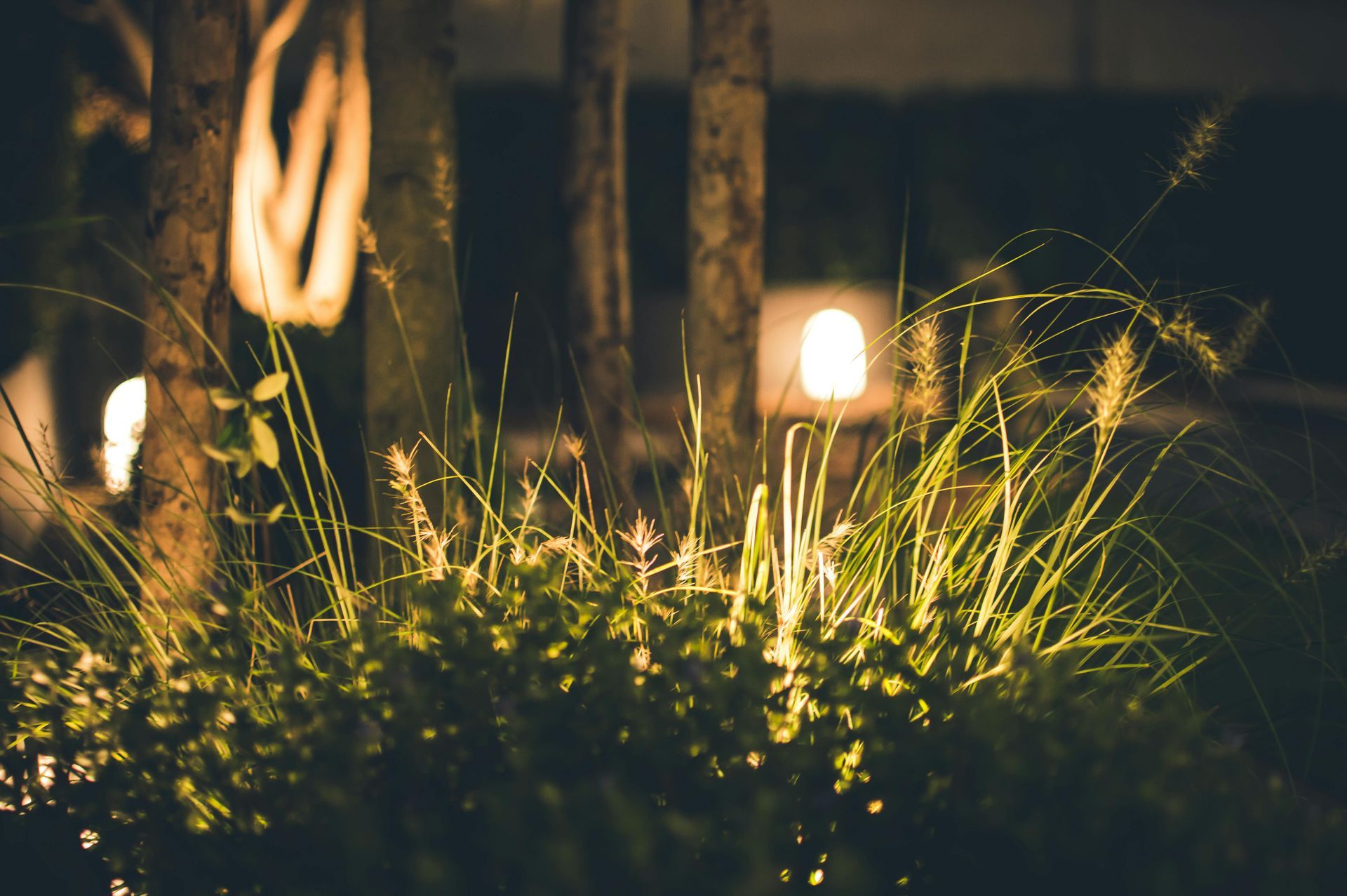 's Nachts wordt een struik met veel gras verlicht.