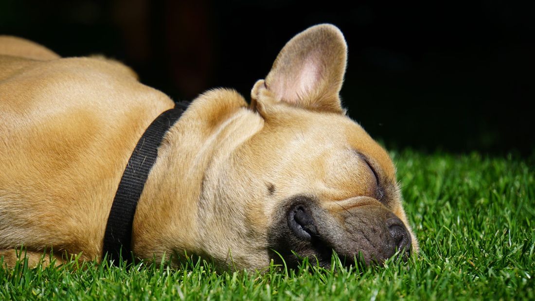 French bulldog napping on artificial turf