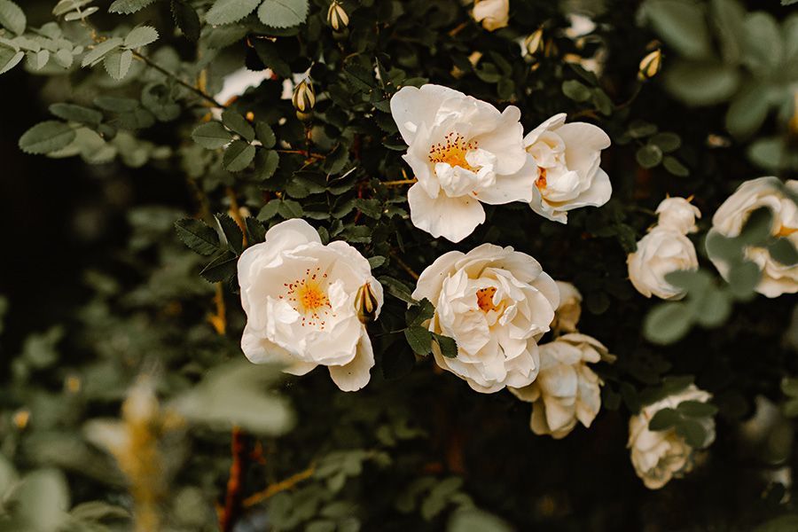 White roses blooming among dark green leaves