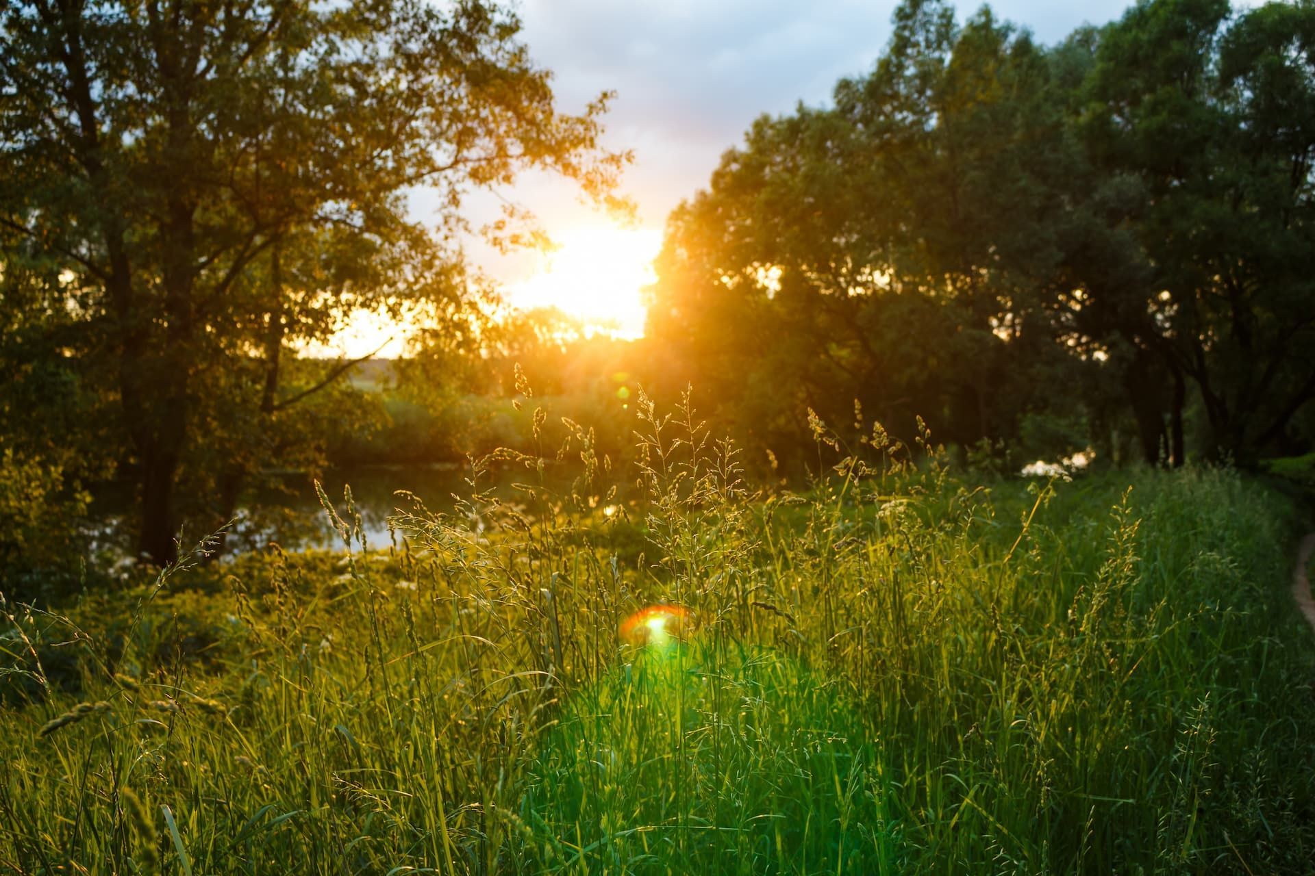 Sunset over a grassy field with trees, warm sunlight glowing through the foliage