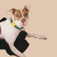 A brown and white dog wearing a green collar