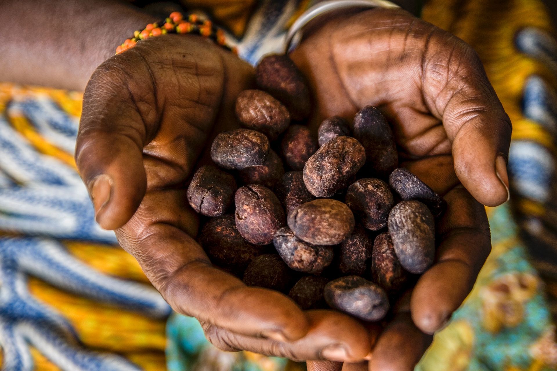 Shea Seeds