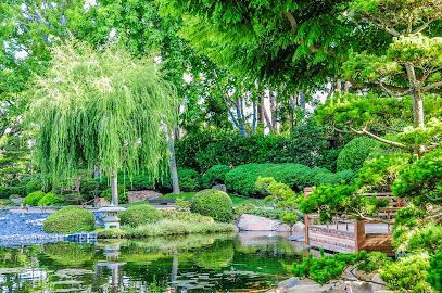 Tranquil Japanese garden with lush greenery, koi ponds, and arched bridges under bright sunlight at Earl Burns Miller Garden