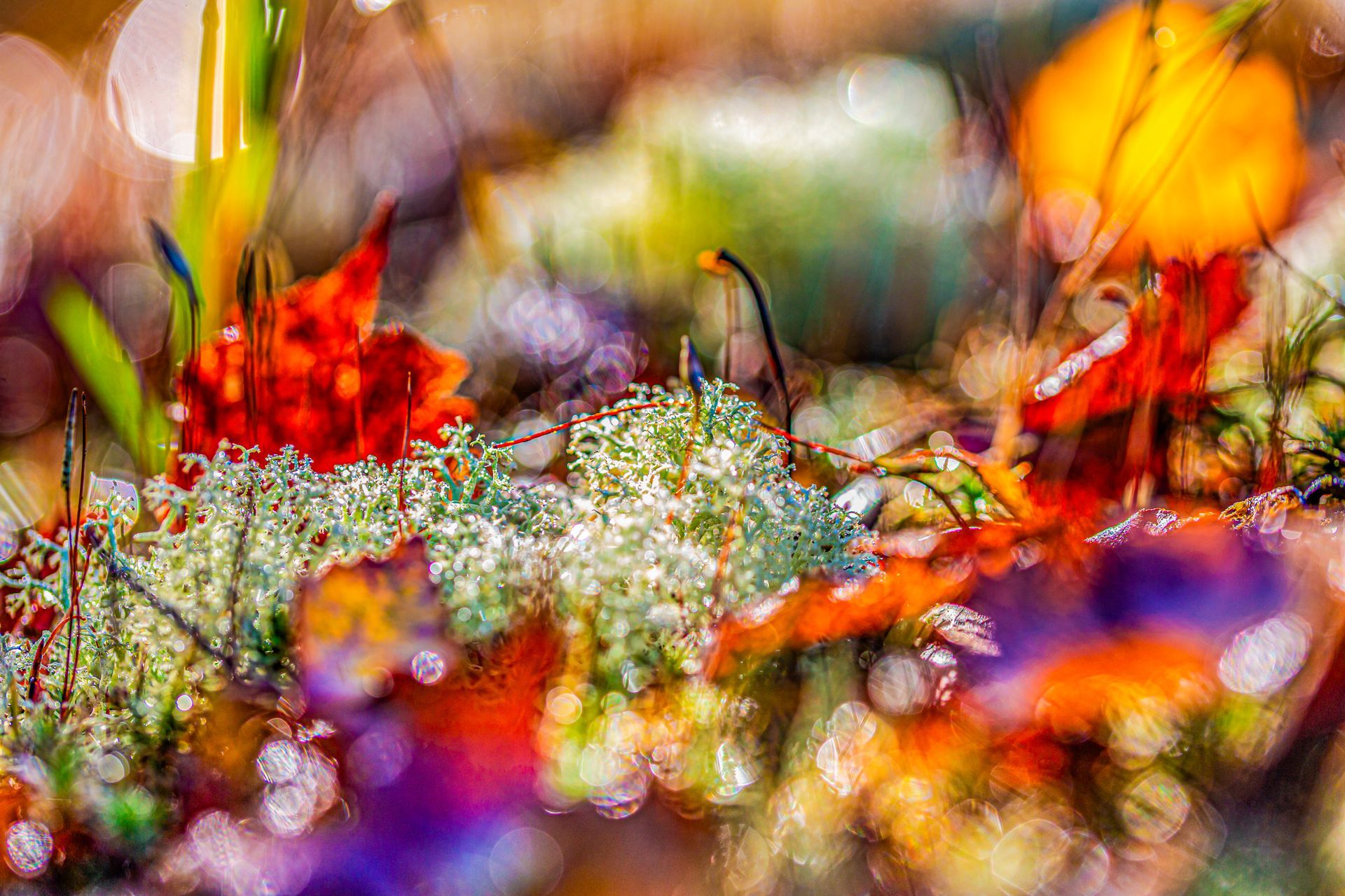 herfst