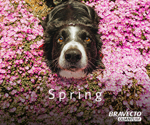 Black-and-white dog peeking through pink flowers with “Spring” text