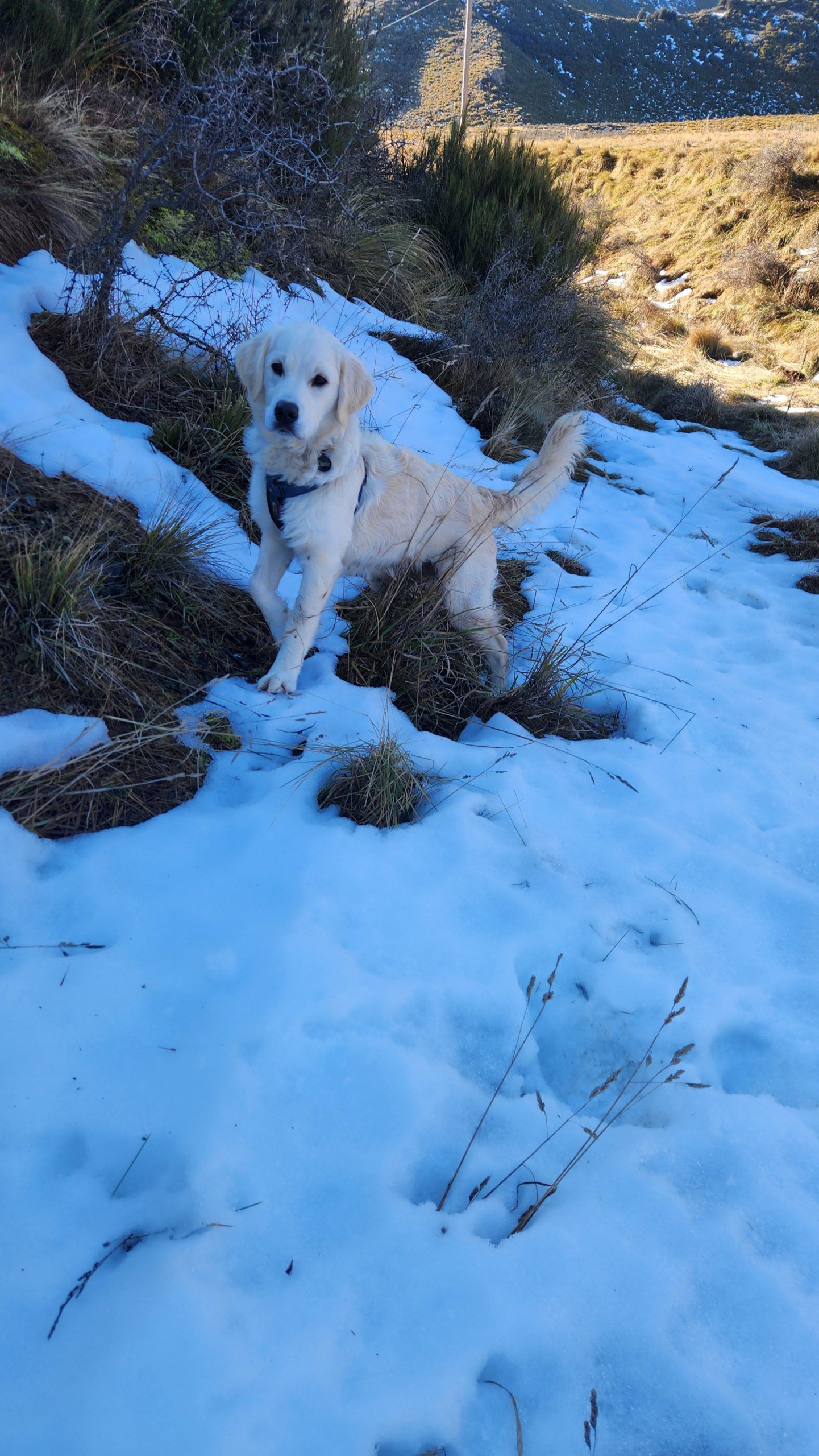 White dog standing on snowy ground beside rocks and brush in a sunny outdoor scene