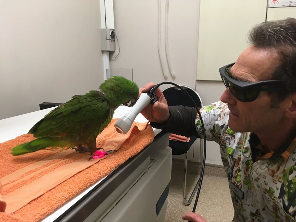 Person with goggles feeds a green parrot on a towel-covered table using a syringe