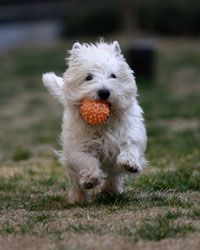 White fluffy dog running with an orange ball in its mouth on grass