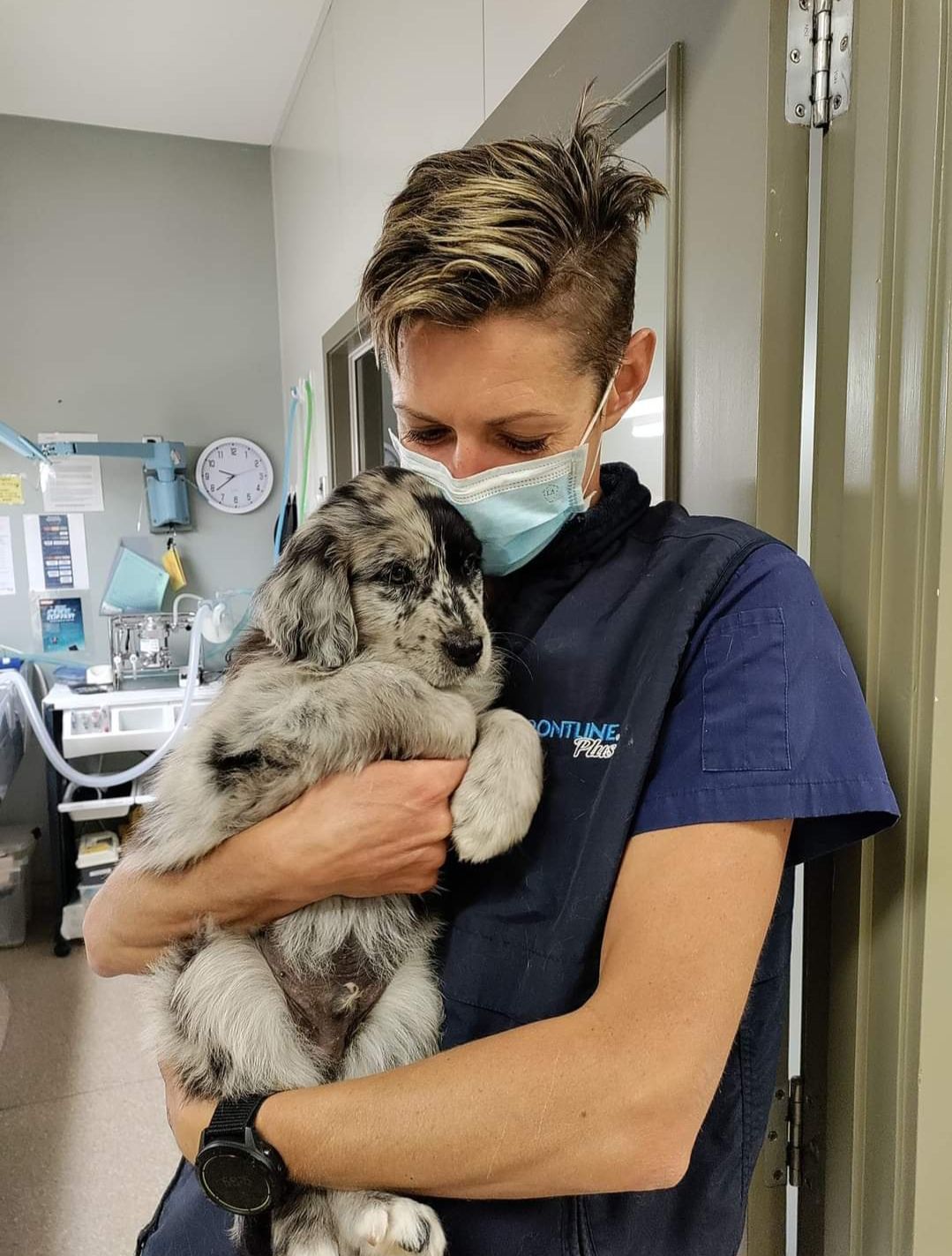 Veterinarian in navy scrubs and mask holding a fluffy gray rabbit in a clinic
