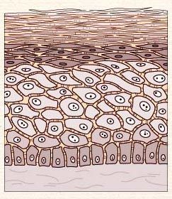 Layered epithelial tissue diagram with flattened surface cells and darker basal cells