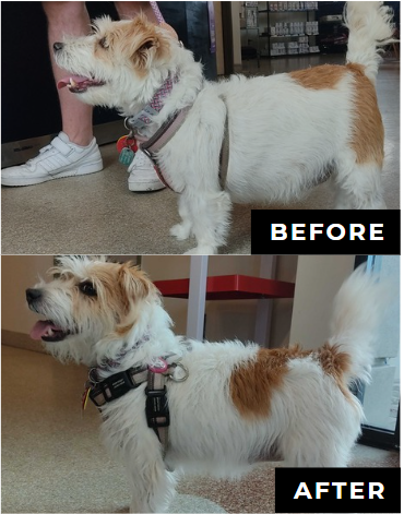 Before-and-after of a small white-and-brown dog standing indoors in a harness, looking cleaner and groomed.