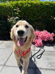 Golden retriever in a red floral harness sitting on a patio with pink flowers, tongue out and smiling.