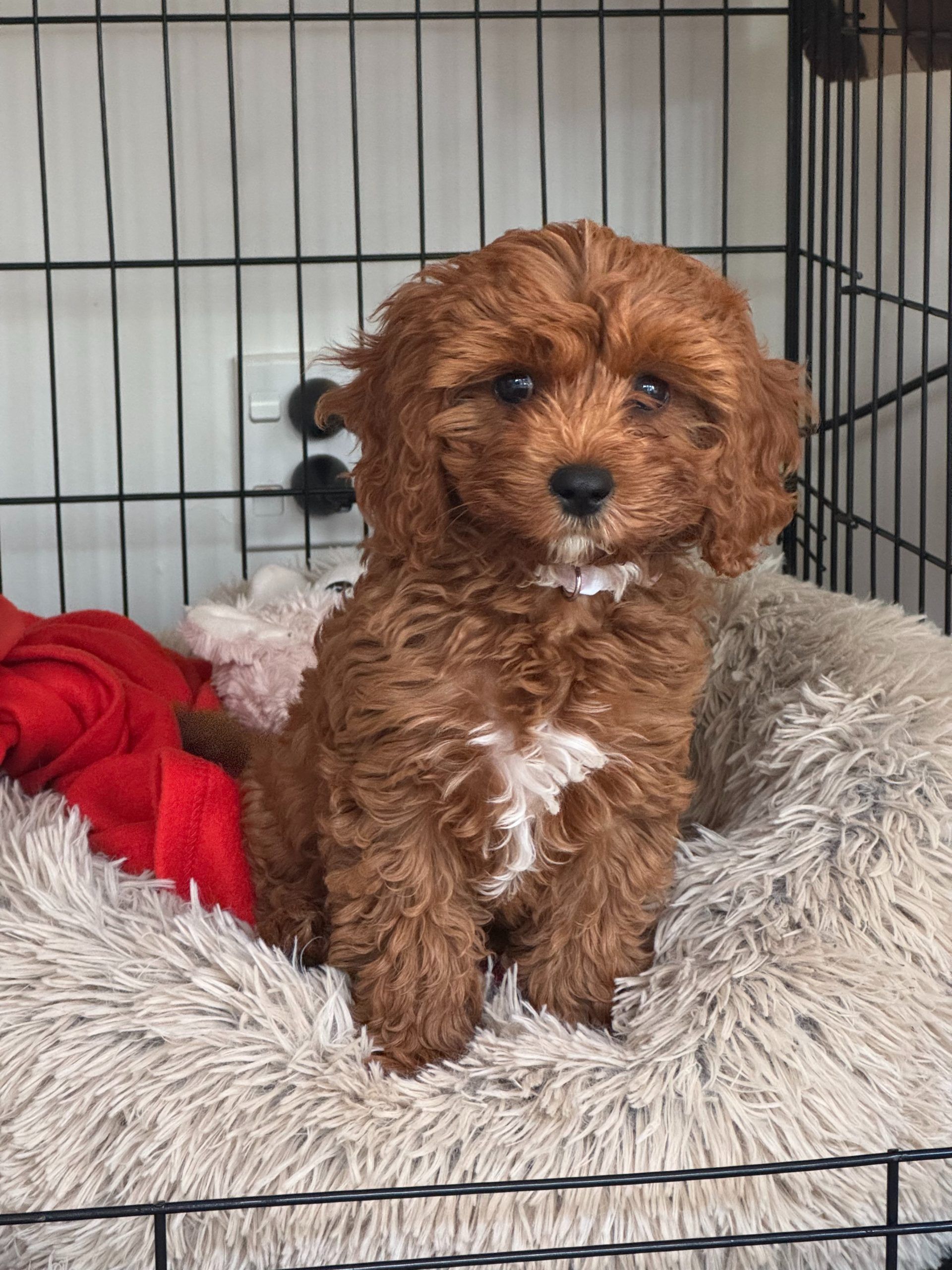 Small brown puppy sitting in a fluffy bed inside a crate, with a red blanket nearby.