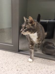 Tabby cat with white paws stepping out of a glass door onto a speckled floor