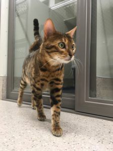 Tabby cat walking indoors beside glass doors, alert and looking ahead