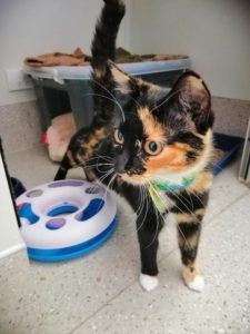 Tortoiseshell cat standing indoors beside a blue-and-white toy, tail raised.