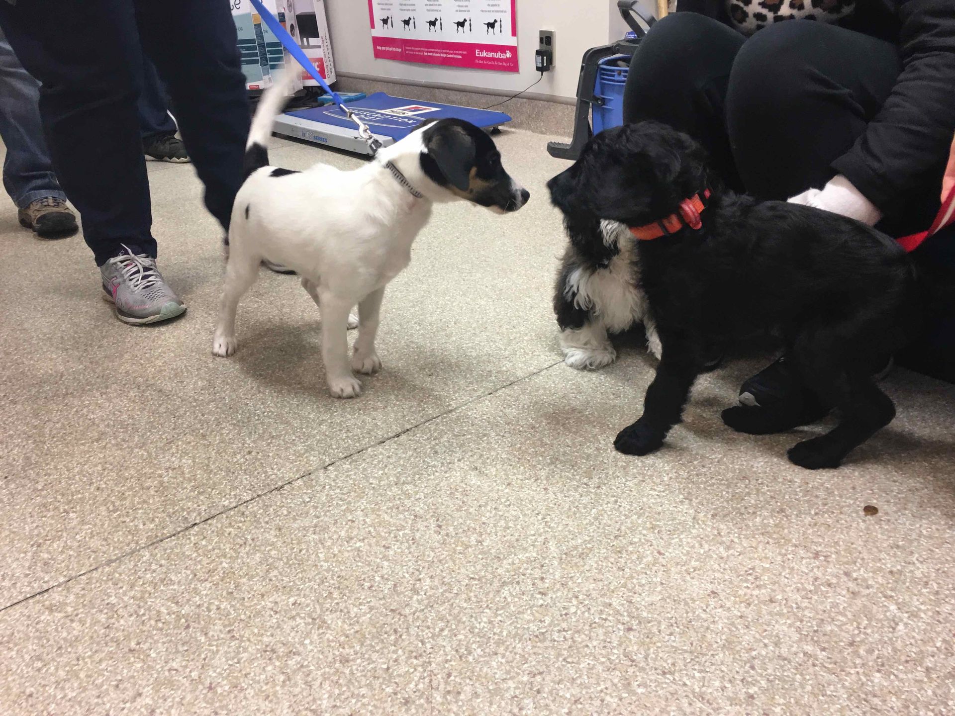 Two dogs, one white and one black, nose-to-nose in an indoor setting with people nearby