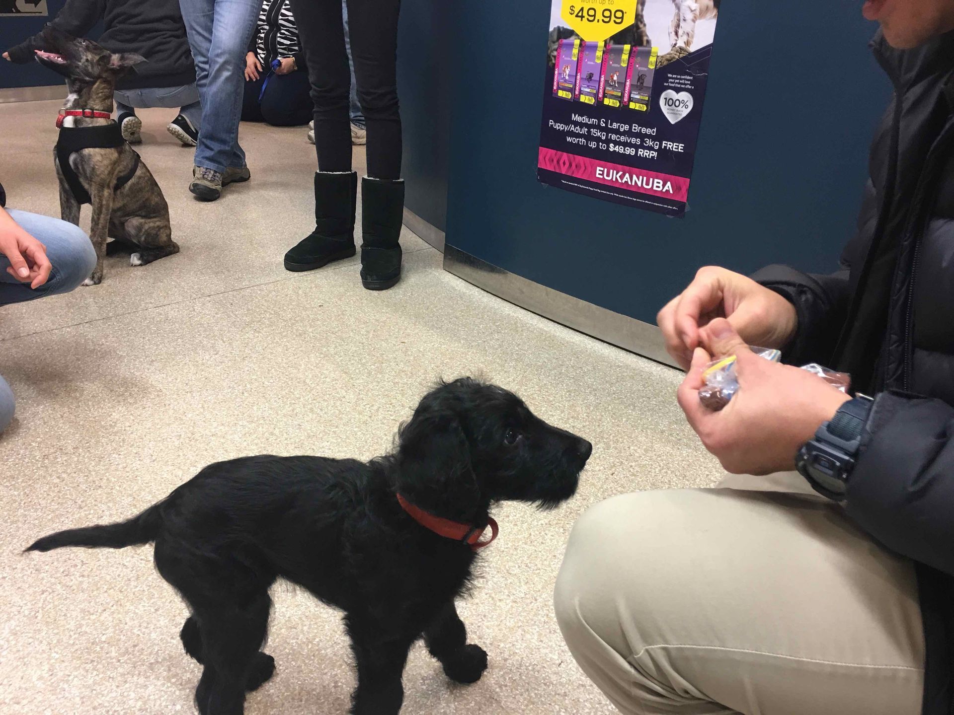 Small black puppy on a leash looking at a seated person’s hands in an indoor pet event.