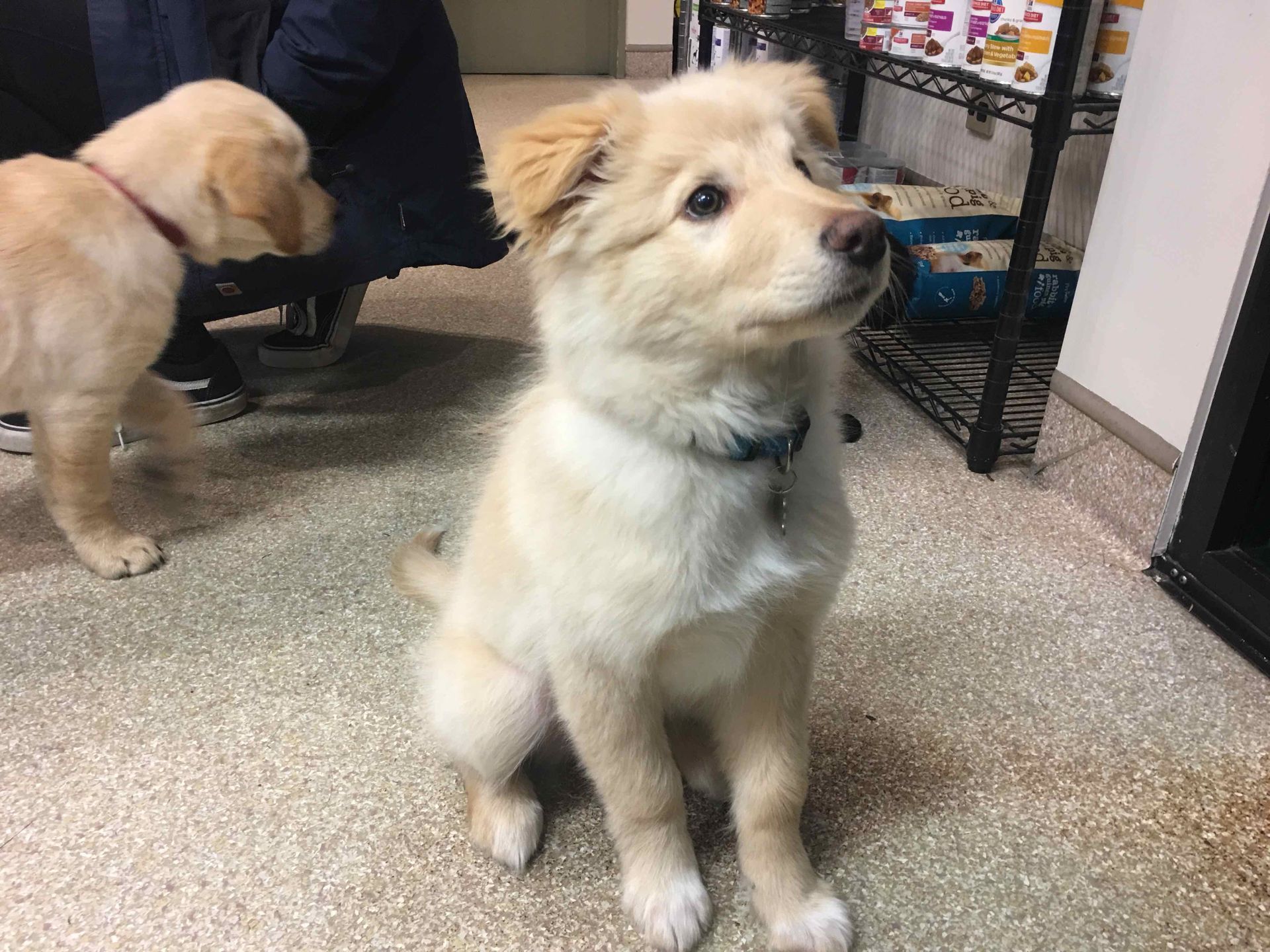 Fluffy cream puppy sitting indoors, looking upward beside a person and another dog.