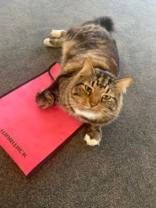 Tabby cat standing on a red mat on a carpeted floor, looking up.