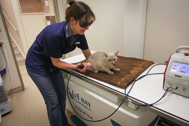 Veterinarian restraining a cat on a treatment table during a veterinary scan