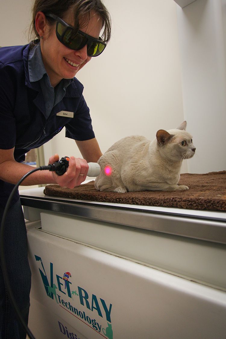 Veterinarian using a pink laser pointer near a cat on a veterinary exam table