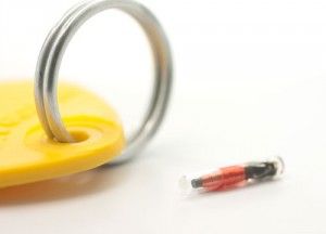 Yellow pet ID tag with a metal ring and a small red electronic microchip on a white background