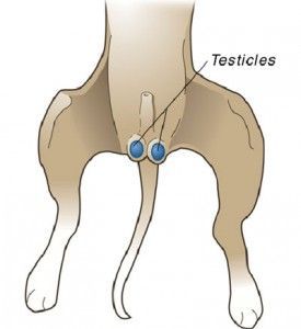 Diagram of a dog’s reproductive anatomy with the testicles labeled in blue.