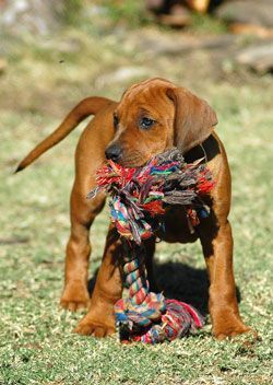 Brown puppy holding a colorful rope toy on grass