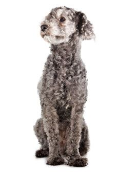 Curly gray dog sitting on a white background