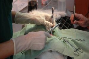 Veterinarians performing surgery on a cat, with gloved hands and surgical tools on a green drape.
